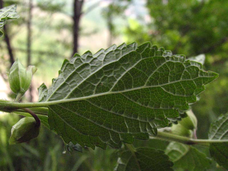 Melittis melissophyllum L.